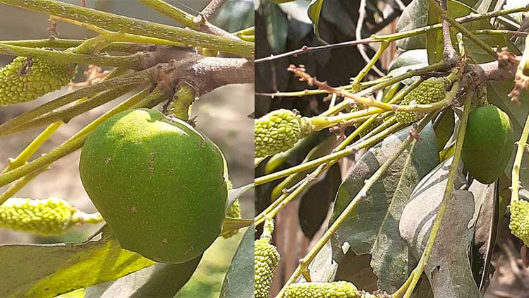 লিচু গাছে ধরা সেই আম ছিঁড়ে ফেললেন সাবেক মেম্বার!